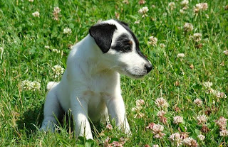Smooth Fox Terrier Puppies Picture