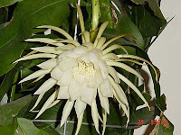 Cactusul Epiphyllum