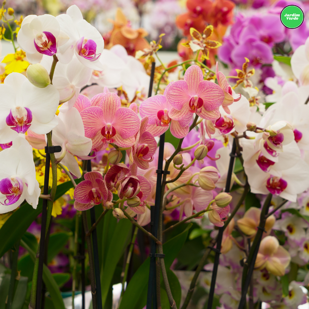 Orquídeas: Como Estimular o Florescimento | Dicas Essenciais