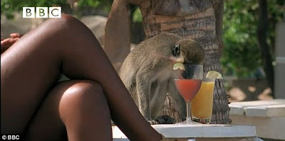 Monkey Taste - Courtesy by BBC