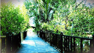 Rute Lokasi Wisata Mangrove Gunung Anyar dan Tiket Masuk