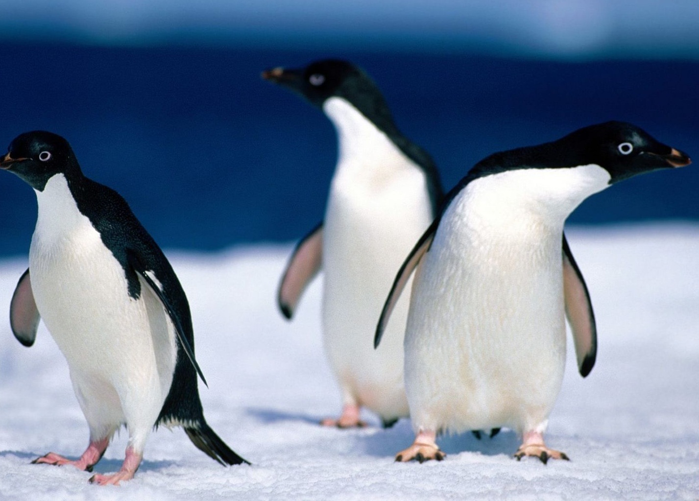 Adelie Penguins | The Life of Animals