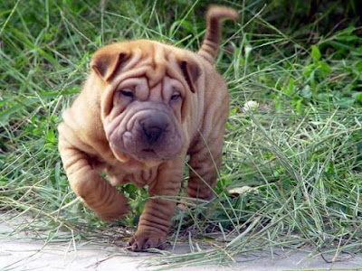 wrinkles of shar peis, shar pei dogs, wrinkle dogs, wrinkle dog lovers, wrinkle dog lover, dog photograph, dog picture, dog wallpaper, mystery about dogs, mystery about shar pei dogs, wrinkles of shar peis, shar pei dogs, wrinkle dogs, wrinkle dog lovers, wrinkle dog lover, dog photograph, dog picture, dog wallpaper, mystery about dogs, mystery about shar pei dogs