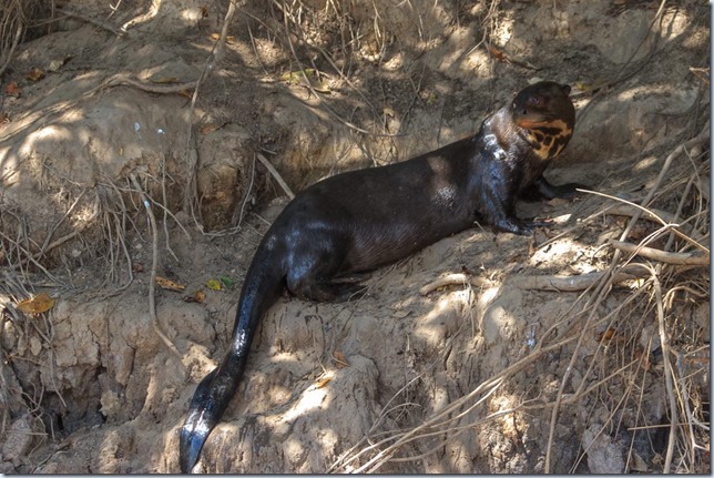 Giant_River_Otter-3