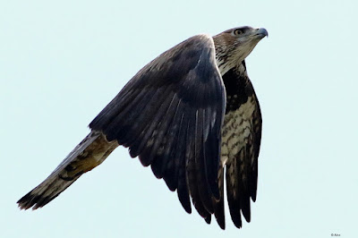 "Bonelli's Eagle - Aquila fasciata, winter visitor soaring through Mount Abu sky."