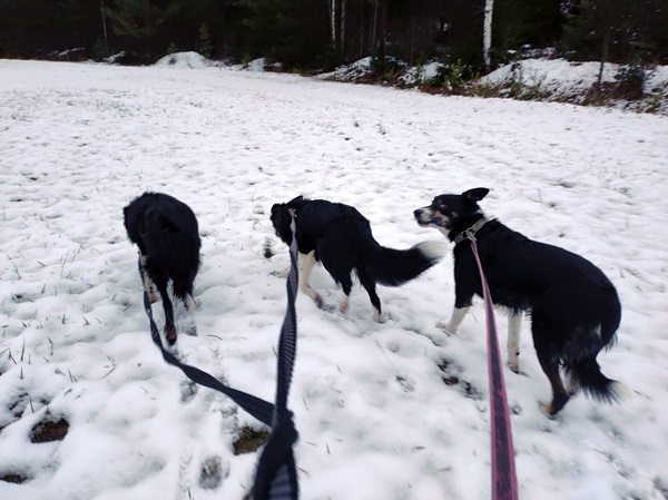 border collie