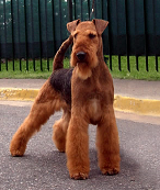 raza Airedale Terrier, perro Airedale Terrier, Airedale Terrier, cuidados Airedale Terrier, mascota Airedale Terrier