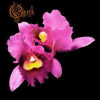 [1995] - Orchid