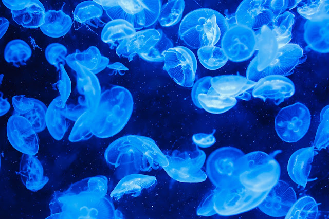 Luminescent jellyfish, fantasy, aquarium