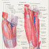 Mô tả tam giác đùi và ống cơ khép - Tài liệu ôn thi Bác sĩ nội trú - Môn giải phẫu