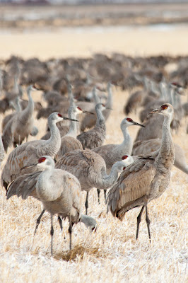 Greater Sandhill Cranes