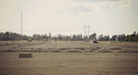 hayfield