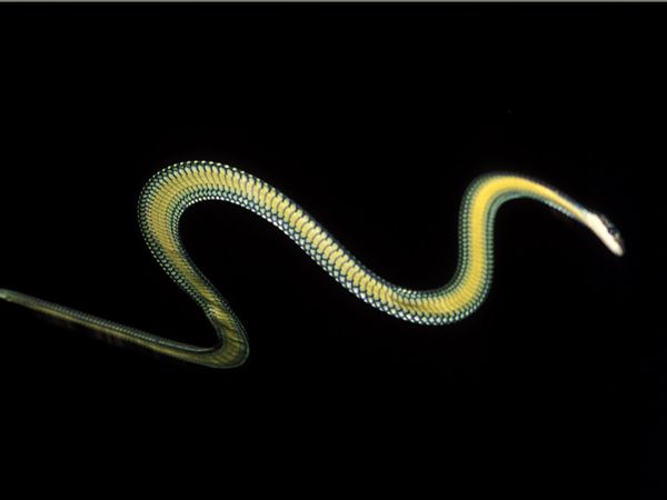 Amazing Colourful Flying Snake - Chrysopelea