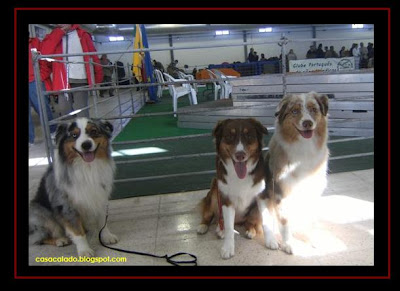 australian shepherd in sousel dog show