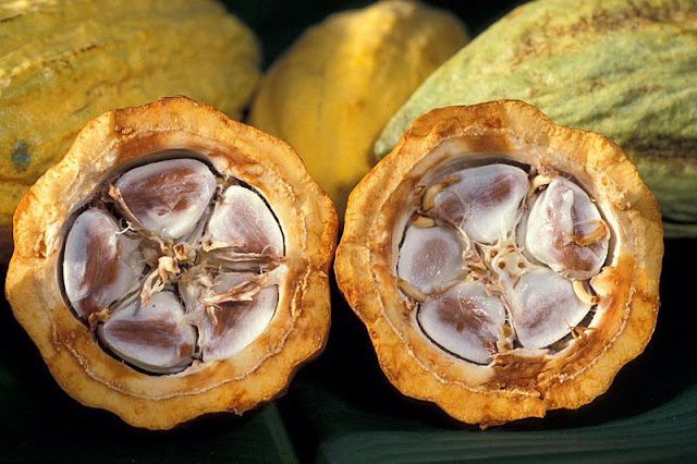 Manfaat buah Kakao