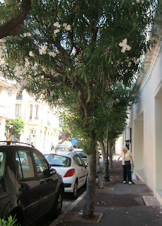 oleander (onemorehandbag)