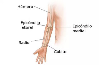 Fátima. Fisio a domicilio en Oviedo. Huesos: húmero,radio y cúbito. Como fisioterapeuta os recomiendo tratarlo con Fisioterapia desde el inicio de los síntomas. 
