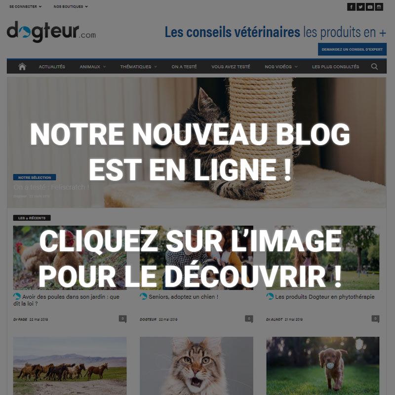  Blog Dogteur