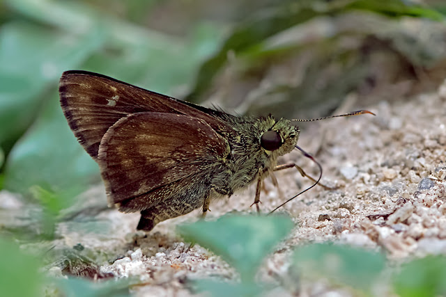 Halpe arcuata the Overlapped Ace butterfly