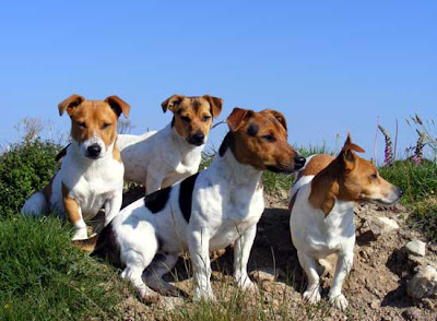 Jack russell terrier