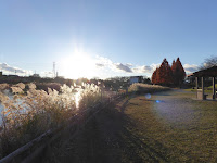 打上川治水緑地　太陽　すすき　メタセコイアの紅葉