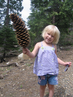 Huge sugar pine cone