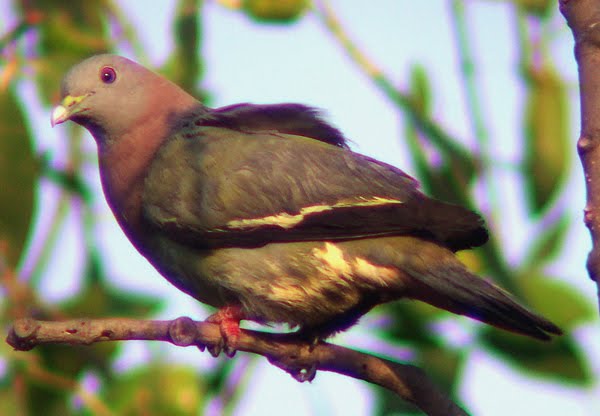 42+ Baru Gambar Burung Hijau Daun