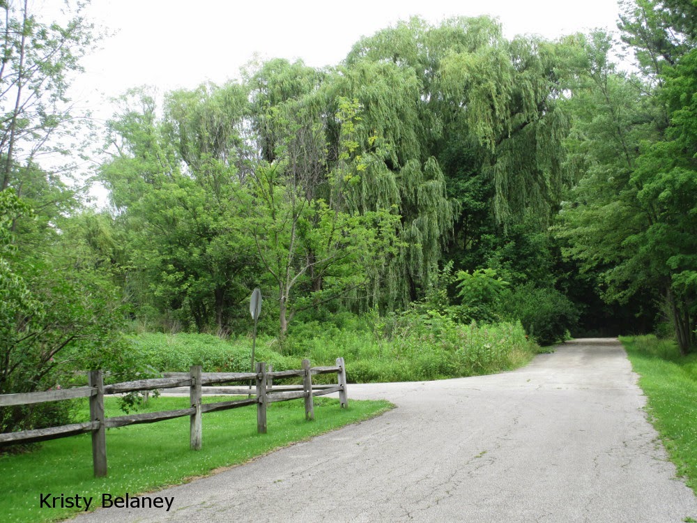 Native plants garden in Ohio - Kristy Belaney 