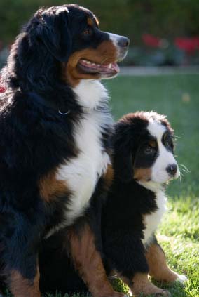 Dog Breed: Border Collie