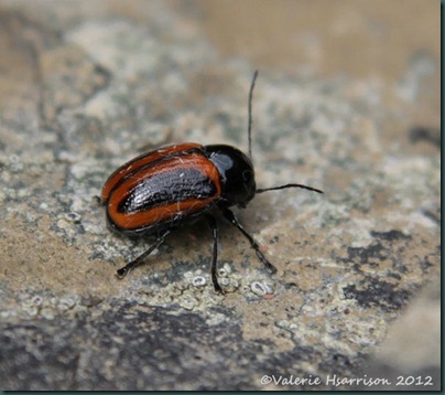 48 cryptocephalus-bipunctatus-1