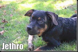 Jethro at a couple months old