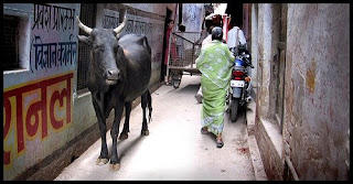 Cow in Varanasi
