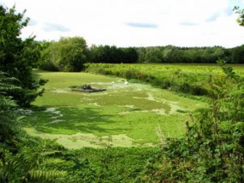 Algae Biofuel Tomorrows Power