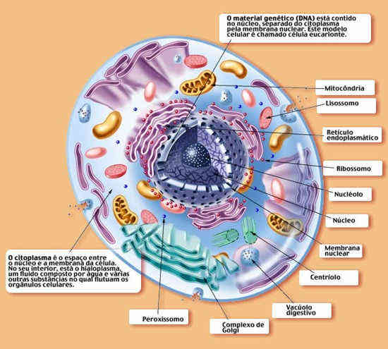 celula vegetal y sus partes. celula animal y sus partes.