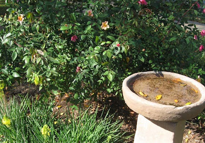 Mutabilis Rose & birdbath, AnnieinAustin