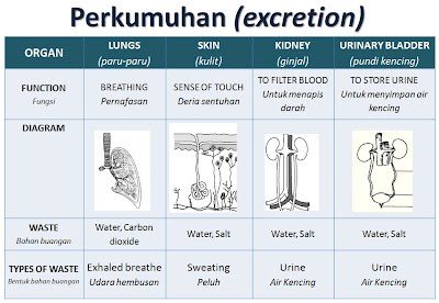 Sains memahami sistem perkumuhan manusia