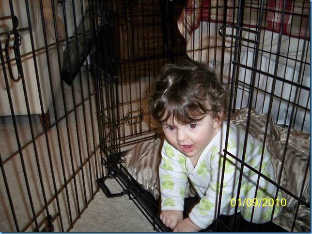 01.10 dog cage
