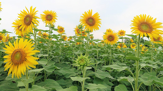 花博記念公園