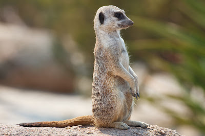 Foto Meerkat