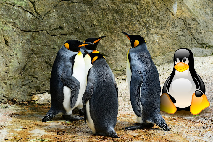 Pinguins em cativeiro: Quatro pinguins reis olhando para cima, atrás um rocha que preenche todos os limites da imagem.