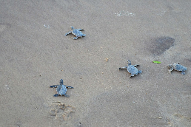 Guyane, tortue marine, luth, verte, observer les tortues, ponte