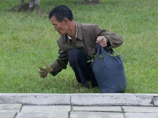 north korean man pulling grass