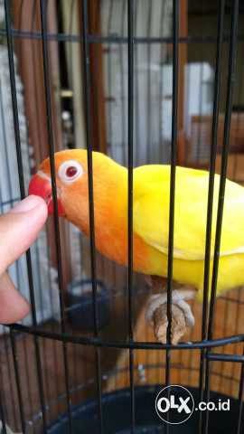 Jual Love Bird Lutino Mata  Merah  Hitam  Sepasang Burung 9