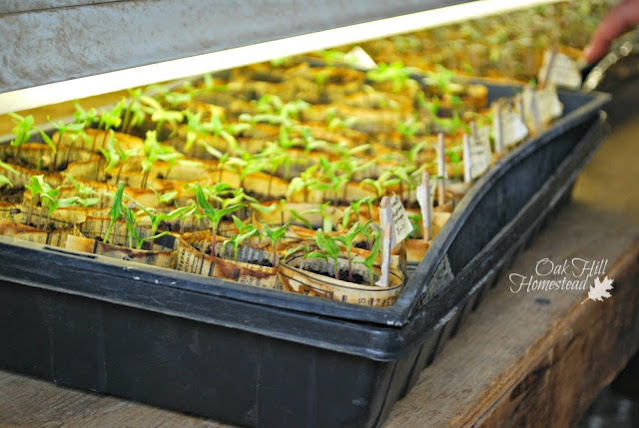 A flat of young tomato seedlings started indoors.