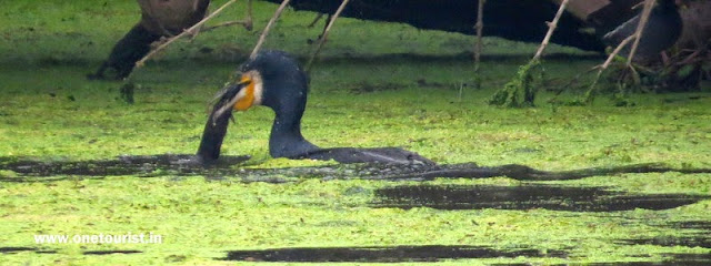 keoladeo national park , Bharatpur , rajasthan 