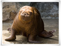 Walrus Animal Pictures