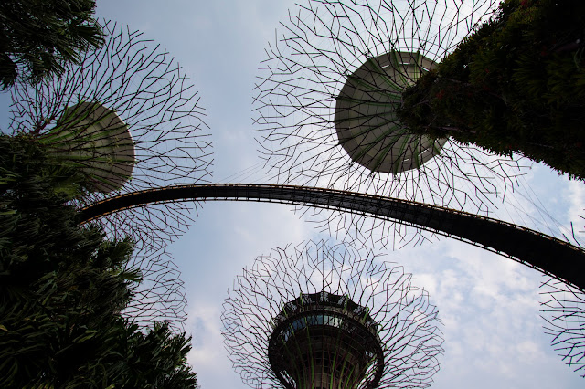 Supertree Grove-Gardens by the bay-Singapore