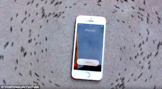 Ants Circling iPhone