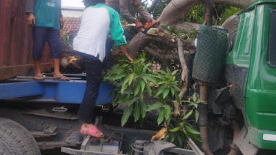 Anggota Polsek Balaraja Evakuasi Pohon Tumbang Timpa Truk 