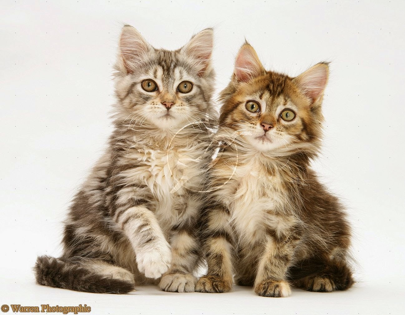 150 Gambar Kucing Lucu Dan Imut Anggora Persia Maine Coon